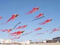 1 Rencontres Internationales de Berck sur Mer Avril 2008 - 2609