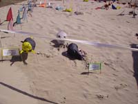 Rencontres Internationales de Berck sur Mer Avril 2008 - 0109