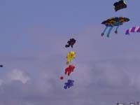 Rencontres Internationales de Berck sur Mer Avril 2008 - 0143
