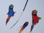 Berck_2009 (27)