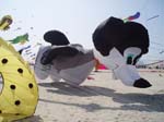 Berck_2009 (30)