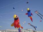 Berck_2009 (31)